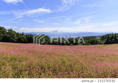 長野県箕輪町の赤そば畑と青い山々の美しい風景 131570530