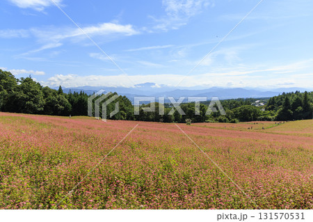長野県箕輪町の赤そば畑と青い山々の美しい風景 長野県箕輪町の赤そば畑と青い山々の美しい風景 131570531