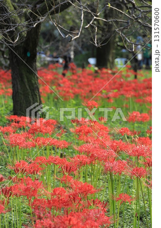 東京都 府中市郷土の森博物館　彼岸花 131570600