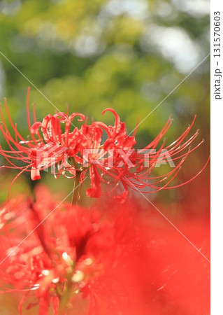 東京都 府中市郷土の森博物館 彼岸花 東京都 府中市郷土の森博物館 彼岸花 131570603