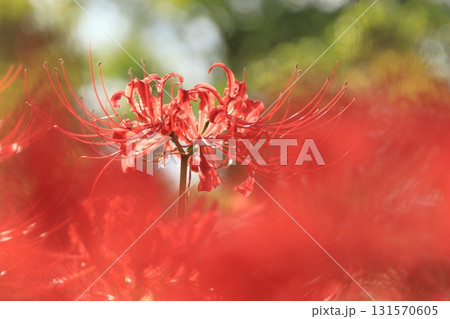 東京都 府中市郷土の森博物館　彼岸花 131570605