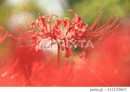 東京都 府中市郷土の森博物館 彼岸花 東京都 府中市郷土の森博物館 彼岸花 131570607