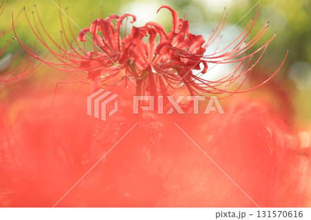 東京都 府中市郷土の森博物館 彼岸花 東京都 府中市郷土の森博物館 彼岸花 131570616