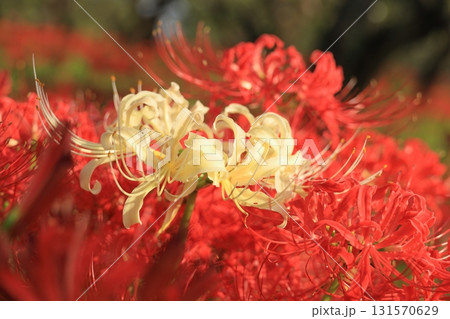 東京都 府中市郷土の森博物館 彼岸花 東京都 府中市郷土の森博物館 彼岸花 131570629