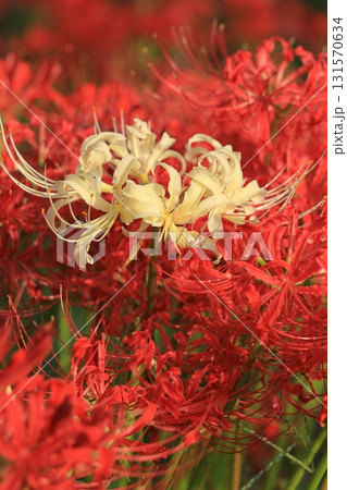 東京都 府中市郷土の森博物館　彼岸花 131570634
