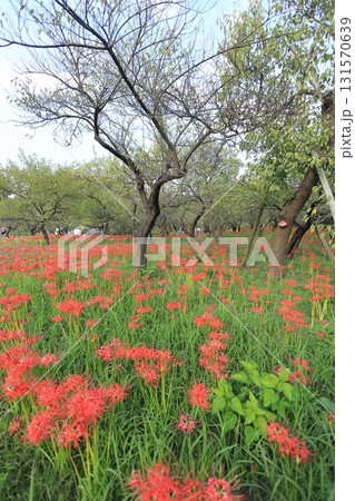 東京都 府中市郷土の森博物館　彼岸花 131570639