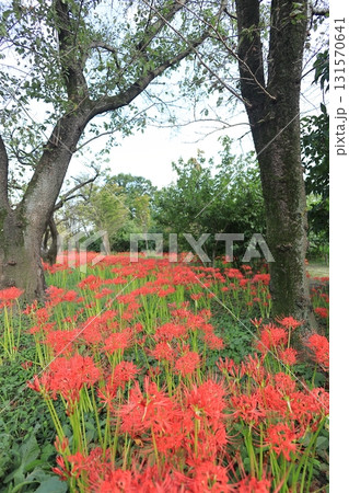 東京都 府中市郷土の森博物館　彼岸花 131570641