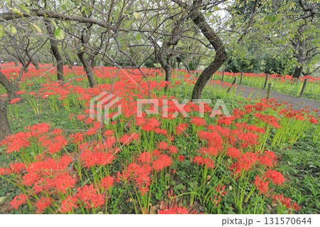 東京都 府中市郷土の森博物館 彼岸花 東京都 府中市郷土の森博物館 彼岸花 131570644