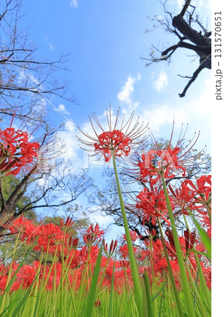 東京都 府中市郷土の森博物館　彼岸花 131570651