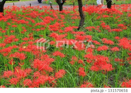 東京都 府中市郷土の森博物館　彼岸花 131570658