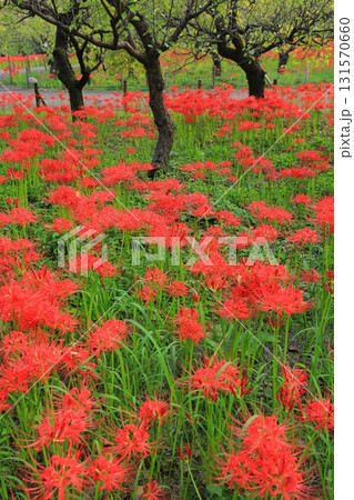 東京都 府中市郷土の森博物館　彼岸花 131570660
