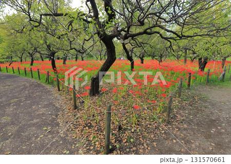 東京都 府中市郷土の森博物館 彼岸花 東京都 府中市郷土の森博物館 彼岸花 131570661