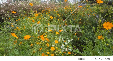 キバナコスモスのオレンジ色 131570726