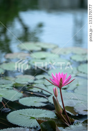 Vibrant pink water lilies bloom amidst lush green lily pads in a serene pond, reflecting natural beauty and tranquility. 131570777