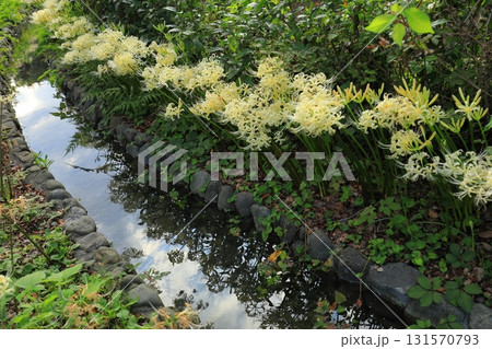 府中市郷土の森博物館　白い彼岸花 131570793