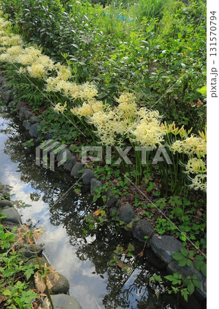 府中市郷土の森博物館　白い彼岸花 131570794