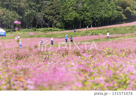 長野県箕輪町の赤そばの里に咲く満開の赤そば畑と見物客の風景 131571078