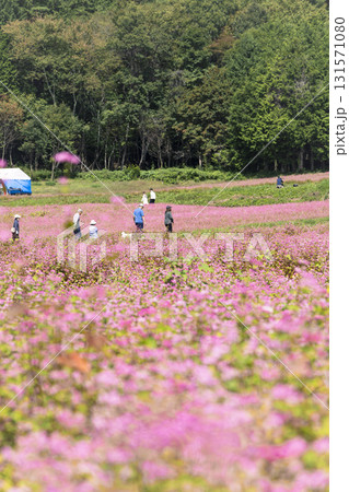 長野県箕輪町の赤そばの里に咲く満開の赤そば畑と見物客の風景 長野県箕輪町の赤そばの里に咲く満開の赤そば畑と見物客の風景 131571080