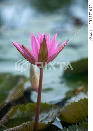Graceful pink lotus buds rise from a serene pond, their delicate forms a symbol of purity and natural elegance. Graceful pink lotus buds rise from a serene pond, their delicate forms a symbol of purity and natural elegance. 131571096