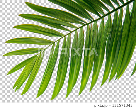 Green leaf of palm tree isolated on white background png transparent clipart. 131571343
