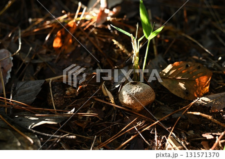 林床に佇むホコリタケ 秋の自然とキノコ 林床に佇むホコリタケ 秋の自然とキノコ 131571370