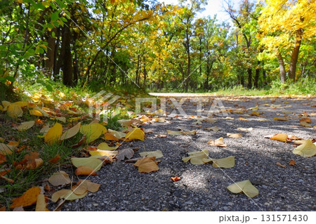 Autumn leaves on city sidewalk Autumn leaves on city sidewalk 131571430