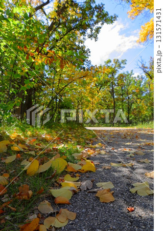 Autumn leaves on city sidewalk 131571431