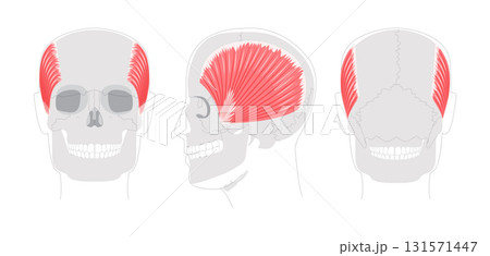 Temporalis - Human jaw muscle displayed in detailed anatomy chart, controls elevation and retraction of the mandible, Temporalis - Human jaw muscle displayed in detailed anatomy chart, controls elevation and retraction of the mandible, 131571447