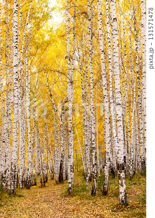 Birch forest in autumn. October 131571478