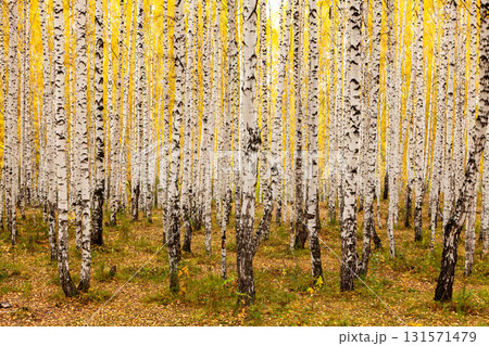 Birch forest in autumn. October 131571479