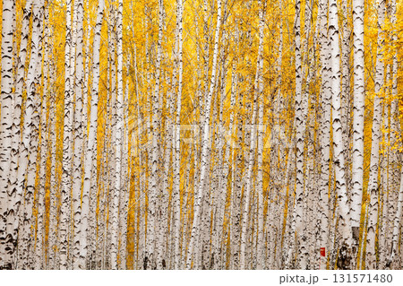 Birch forest in autumn. October 131571480