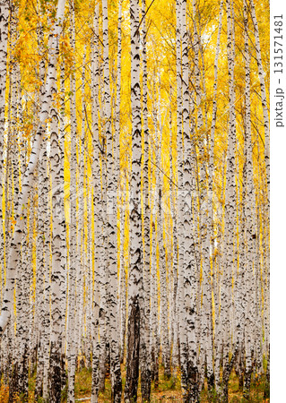 Birch forest in autumn. October Birch forest in autumn. October 131571481
