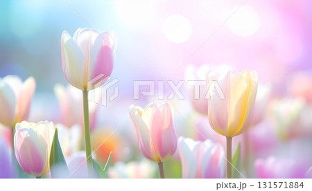 カラフルなチューリップの花のイメージ画像 131571884