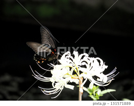 白い彼岸花の蜜を吸うクロアゲハ（黒揚羽） 131571889