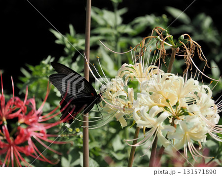 白い彼岸花の蜜を吸うクロアゲハ（黒揚羽） 131571890