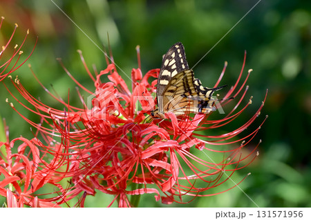 彼岸花の蜜を吸うキアゲハ 彼岸花の蜜を吸うキアゲハ 131571956
