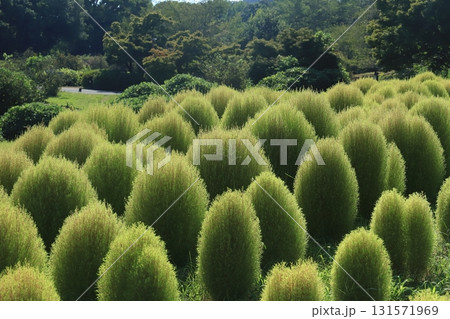 紅葉前のコキア 131571969