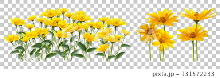 Yellow flower cutout (transparent background) 131572233