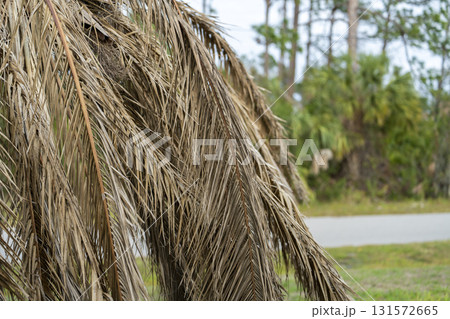 Dead palm tree with dry branches on Florida home backyard. Tree removal concept 131572665