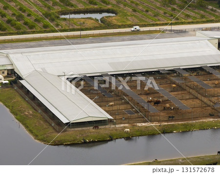 Cow feed lot with meat cows. Cattle stockyard on farm in USA Cow feed lot with meat cows. Cattle stockyard on farm in USA 131572678