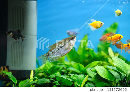 Colorful exotic fish swimming in deep blue water aquarium with green tropical plants Colorful exotic fish swimming in deep blue water aquarium with green tropical plants 131572696