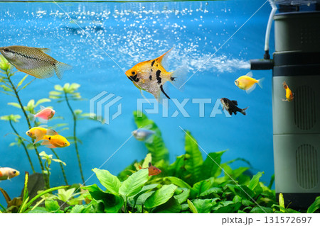 Colorful exotic fish swimming in deep blue water aquarium with green tropical plants 131572697