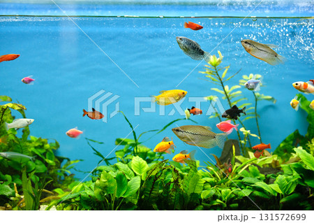 Colorful exotic fish swimming in deep blue water aquarium with green tropical plants Colorful exotic fish swimming in deep blue water aquarium with green tropical plants 131572699