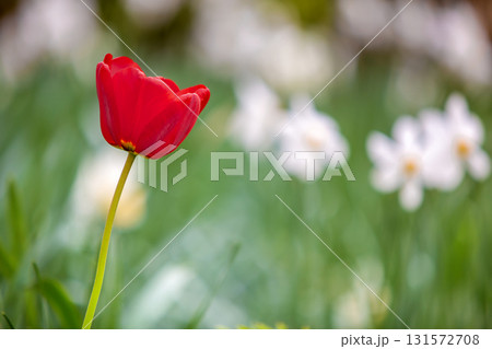 Closeup of red tulip flowers blooming in spring garden outdoors. Closeup of red tulip flowers blooming in spring garden outdoors. 131572708