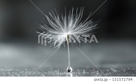 Dandelion Seedhead  Dewdrop. 131572794