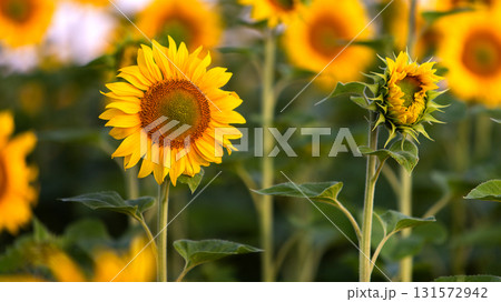 Close up of yellow sunflower in green summer field. 131572942