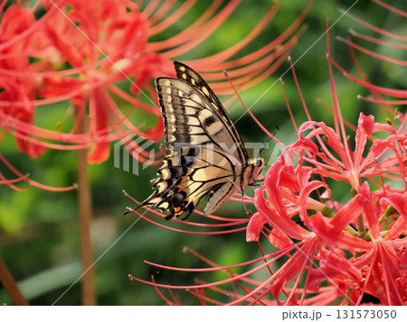 赤い彼岸花の蜜を吸うナミアゲハ(並揚羽) 赤い彼岸花の蜜を吸うナミアゲハ(並揚羽) 131573050