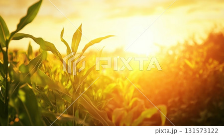 Golden Hour Cornfield Sunset. 131573122