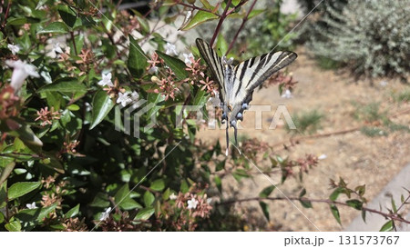 Scarce swallowtail butterfly on blossoming garden shrub - nature and wildlife photography. Iphiclides podalirius, sail swallowtail or pear-tree swallowtail 131573767