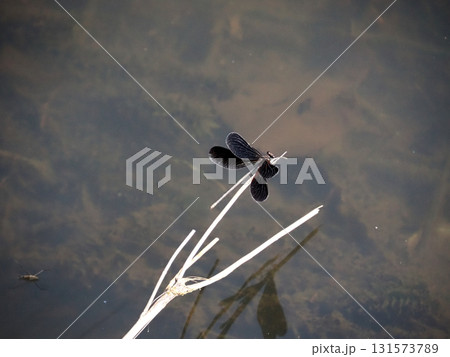 ハグロトンボ（羽黒蜻蛉） 131573789